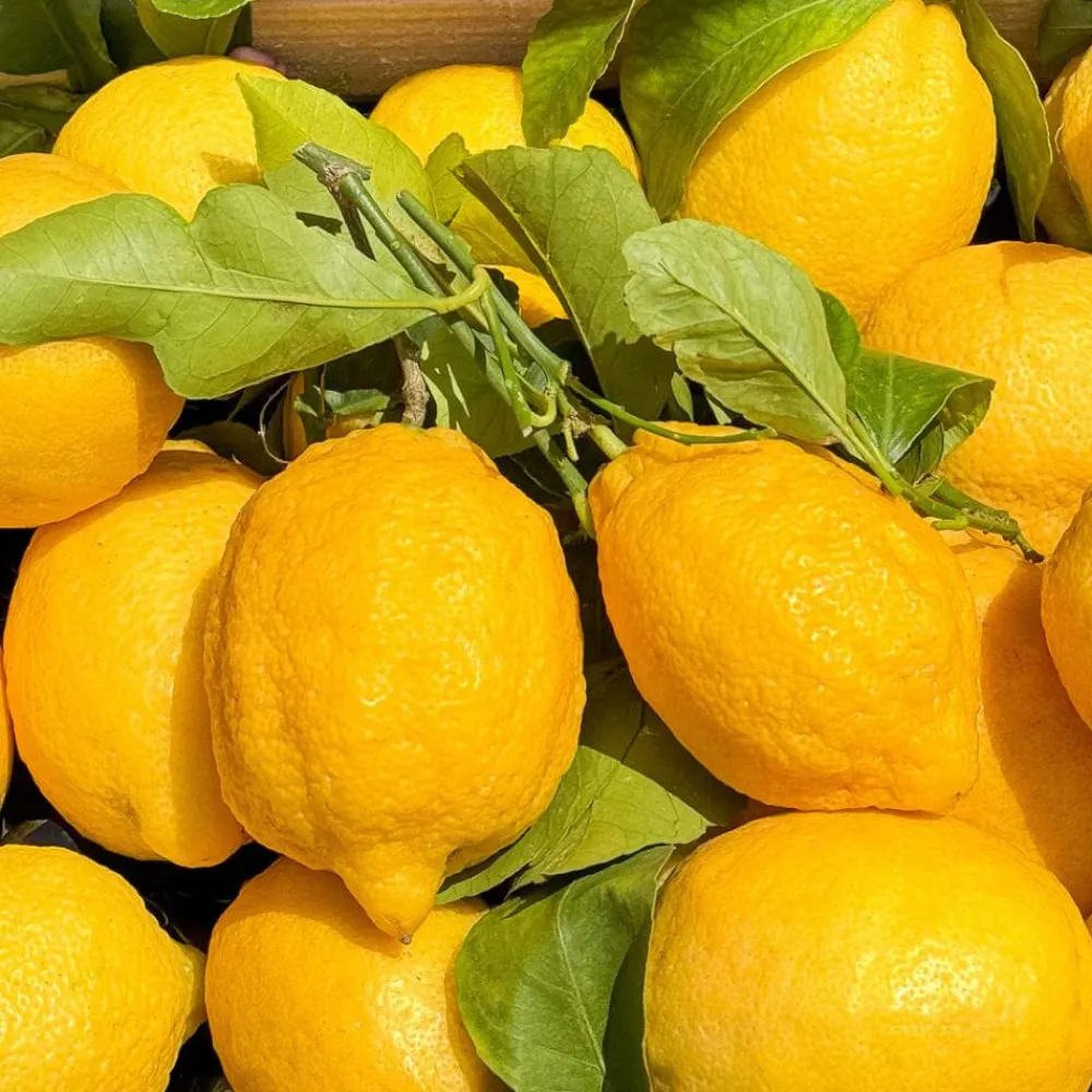 BDK Eau De Parfum Citrus Riviera Sale