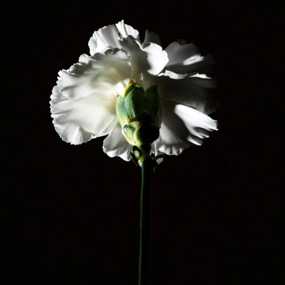 BDK Eau De Parfum Pas Ce Soir Outlet