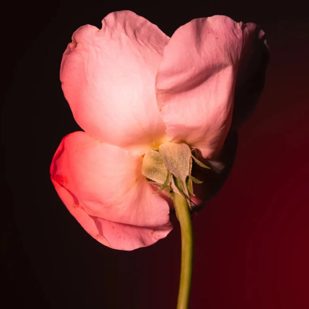 BDK Eau De Parfum Tabac Rose Hot