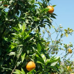 BDK Eau De Parfum Villa Neroli Hot